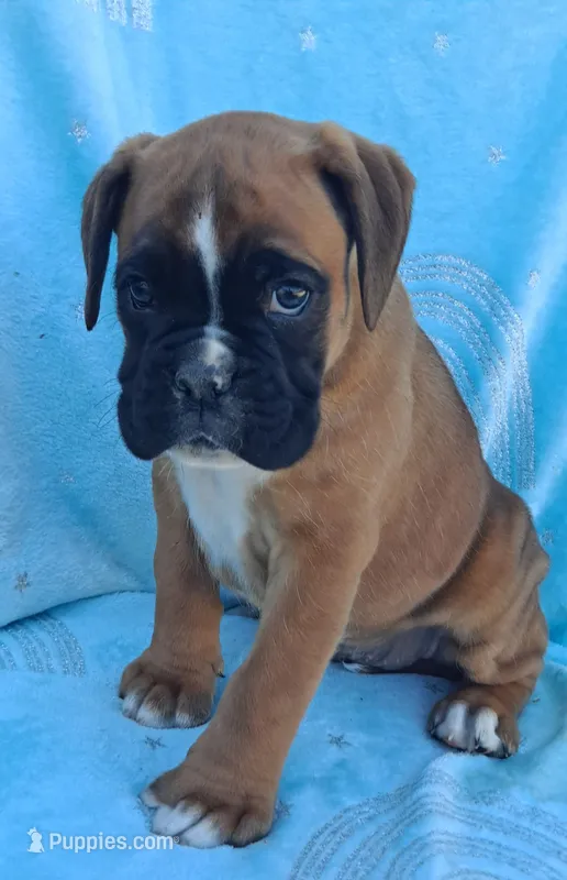 Tinker – Boxer puppy for sale in Mifflintown, PA