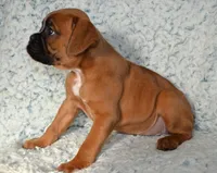 processed/93de2164-ded0-40a4-9683-ec75692d3fc1/listing/f82c6220-6c0d-414c-9825-7f68aad38797/749fdfdd-e505-4f49-95b2-4f4a8c4df163