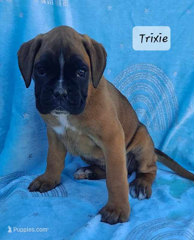 Trixie – Boxer puppy for sale in Mifflintown, PA