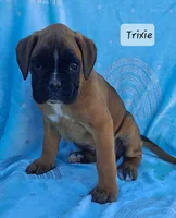 Trixie, a female Boxer for sale in Mifflintown, PA – 1 of 4