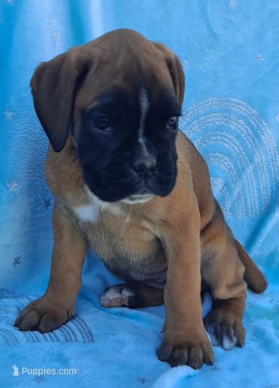Thea – Boxer puppy for sale in Mifflintown, PA