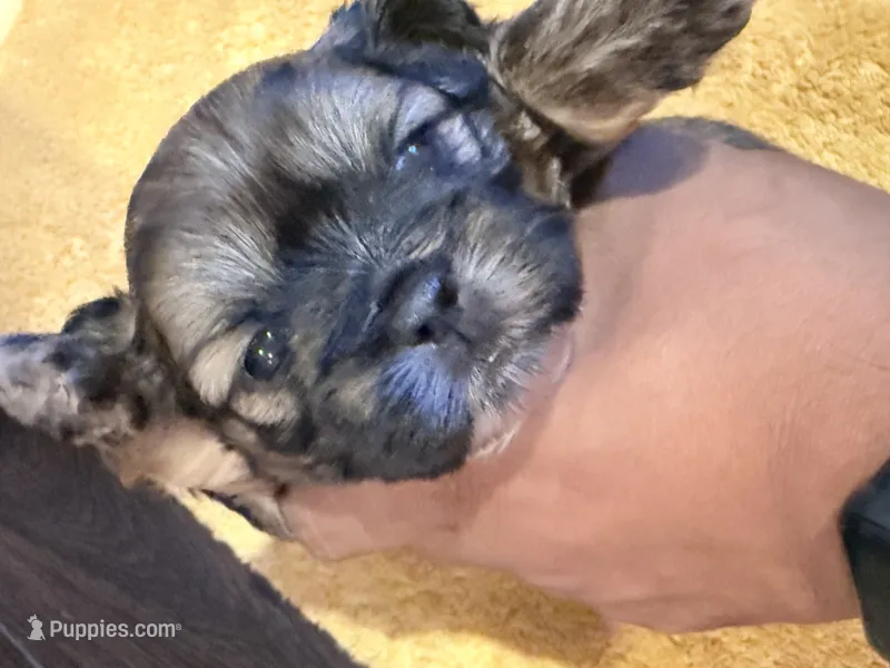 Chewy | Cali x Pauly – Shih Tzu puppy for sale in Oxnard, CA