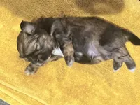 Chewy | Cali x Pauly, a male Shih Tzu for sale in Oxnard, CA – 4 of 5