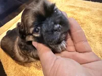 Bear | Cali x Pauly, a male Shih Tzu for sale in Oxnard, CA – 3 of 5