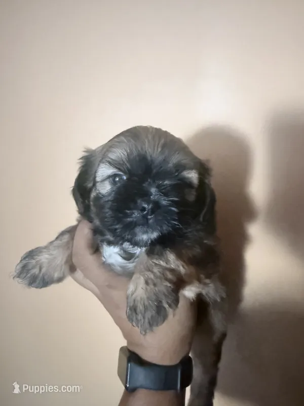 Bear | Cali x Pauly – Shih Tzu puppy for sale in Oxnard, CA