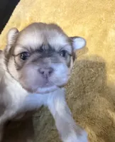 Lady | Cali x Pauly, a female Shih Tzu for sale in Oxnard, CA – 3 of 4