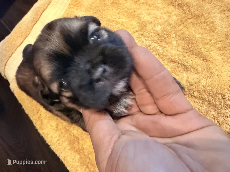 Bear | Cali x Pauly – Shih Tzu puppy for sale in Oxnard, CA