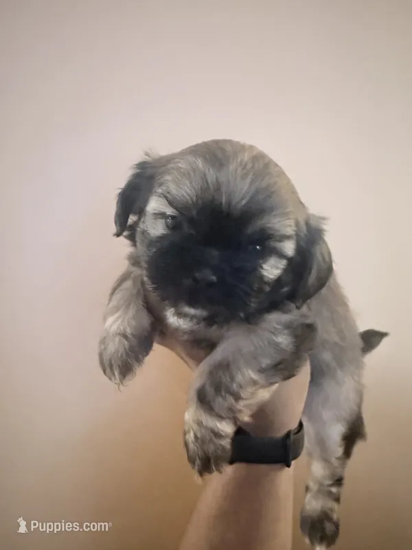 🐻 Bear | Cali x Pauly – Shih Tzu puppy for sale in Oxnard, CA