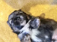 Chewy | Cali x Pauly, a male Shih Tzu for sale in Oxnard, CA – 2 of 5