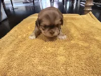 Lady | Cali x Pauly, a female Shih Tzu for sale in Oxnard, CA – 2 of 4