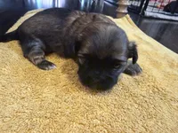 Bear | Cali x Pauly, a male Shih Tzu for sale in Oxnard, CA – 4 of 5
