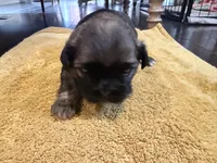 Bear | Cali x Pauly, a male Shih Tzu for sale in Oxnard, CA – 2 of 5