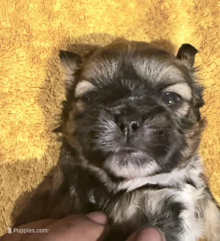 Chewy | Cali x Pauly – Shih Tzu puppy for sale in Oxnard, CA