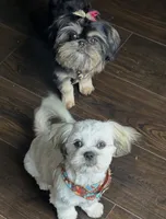 Lady | Cali x Pauly, a female Shih Tzu for sale in Oxnard, CA – 4 of 4