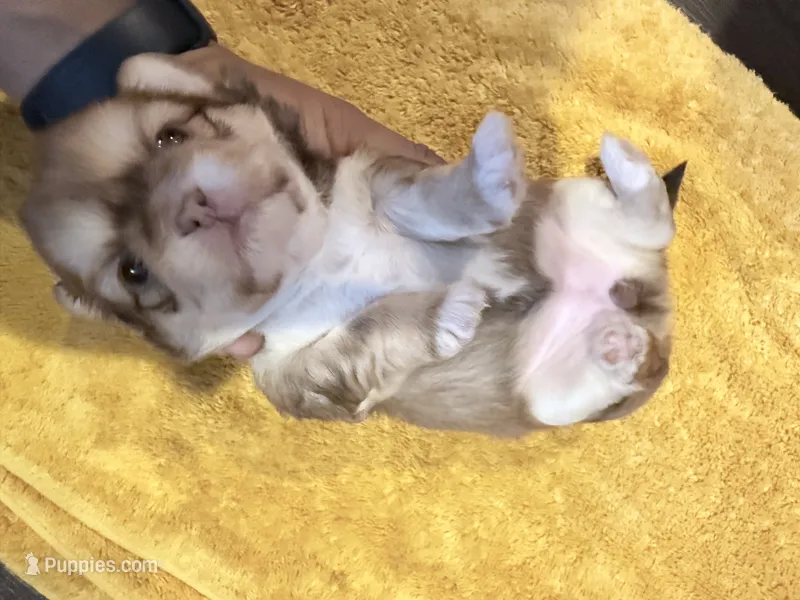 Lady | Cali x Pauly – Shih Tzu puppy on hold in Oxnard, CA