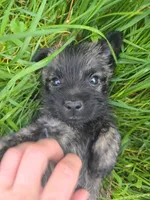 Buttercup, a female Cairn Terrier for sale in Latrobe, PA – 4 of 10