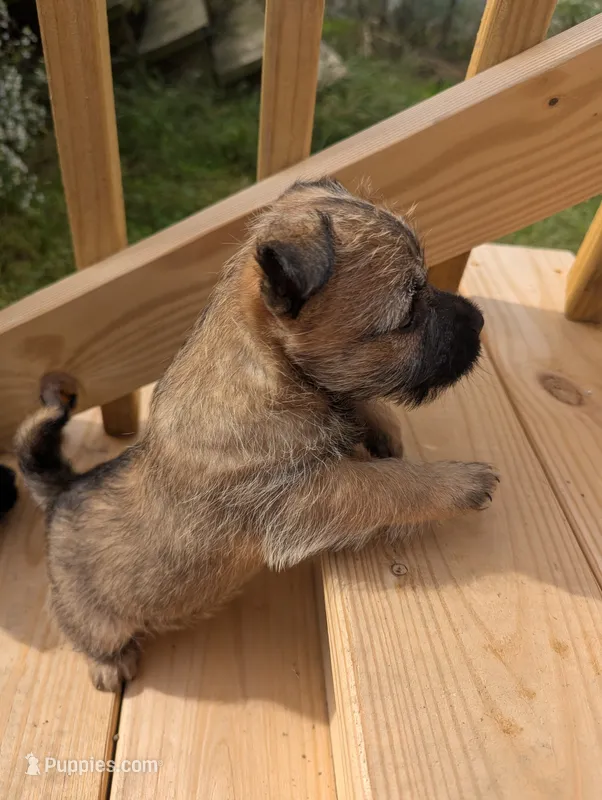 Harmony  – Cairn Terrier puppy for sale in Latrobe, PA