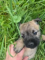 Griz, a male Cairn Terrier for sale in Latrobe, PA – 10 of 10