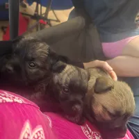 Griz, a male Cairn Terrier for sale in Latrobe, PA – 9 of 10