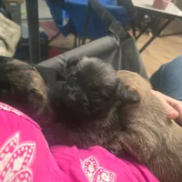 Griz, a male Cairn Terrier for sale in Latrobe, PA – 8 of 10