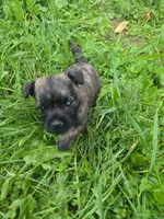 Buttercup, a female Cairn Terrier for sale in Latrobe, PA – 6 of 10