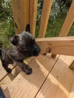 Harmony , a female Cairn Terrier for sale in Latrobe, PA – 10 of 10