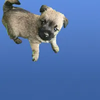 Buttercup, a female Cairn Terrier for sale in Latrobe, PA – 7 of 10