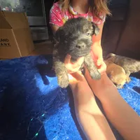 Griz, a male Cairn Terrier for sale in Latrobe, PA – 5 of 10