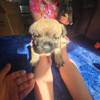 Buttercup, a female Cairn Terrier for sale in Latrobe, PA – 1 of 10
