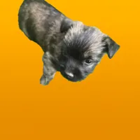 Griz, a male Cairn Terrier for sale in Latrobe, PA – 3 of 10