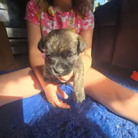 Buttercup, a female Cairn Terrier for sale in Latrobe, PA – 5 of 10