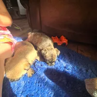 Harmony , a female Cairn Terrier for sale in Latrobe, PA – 3 of 10
