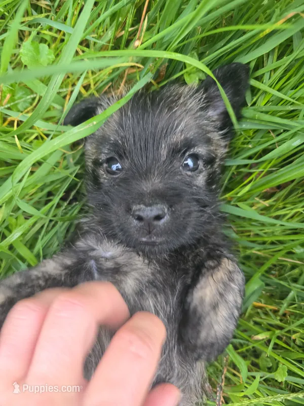 Griz – Cairn Terrier puppy for sale in Latrobe, PA