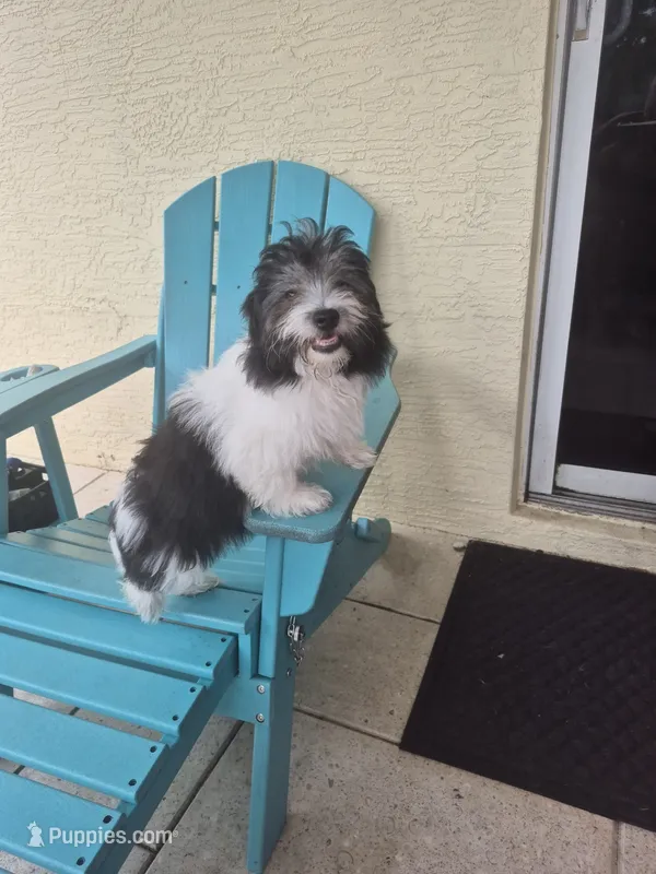 Penny – Coton de Tulear puppy for sale in Stuart, FL