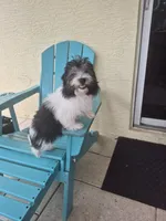 Penny, a female Coton de Tulear for sale in Stuart, FL – 1 of 5