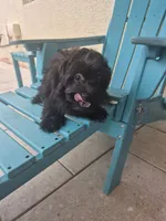 Sassy, a female Coton de Tulear for sale in Stuart, FL – 1 of 3