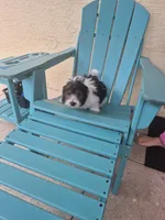 Penny, a female Coton de Tulear for sale in Stuart, FL – 2 of 5