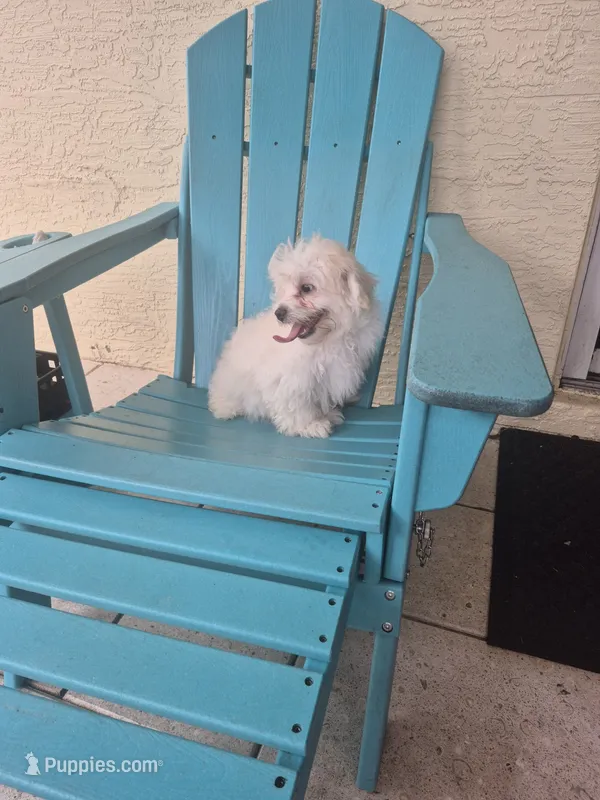 Christian Dior – Coton de Tulear puppy for sale in Stuart, FL