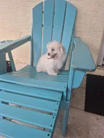 Christian Dior, a male Coton de Tulear for sale in Stuart, FL – 1 of 2