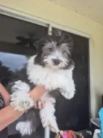 Penny, a female Coton de Tulear for sale in Stuart, FL – 5 of 5