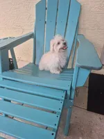 Christian Dior, a male Coton de Tulear for sale in Stuart, FL – 2 of 2
