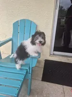 Penny, a female Coton de Tulear for sale in Stuart, FL – 3 of 5
