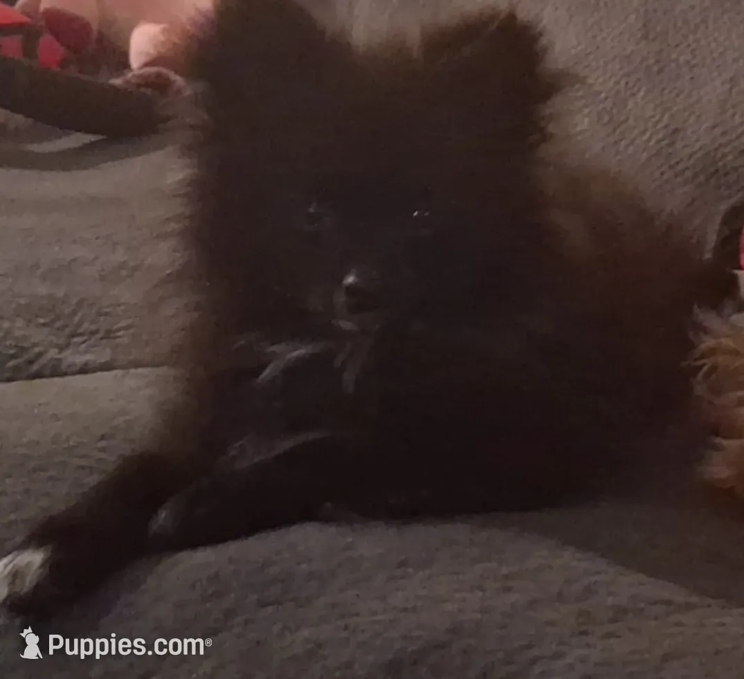 Romeo, a male Pomeranian for sale in Las Cruces, NM – Photo 5 of 5