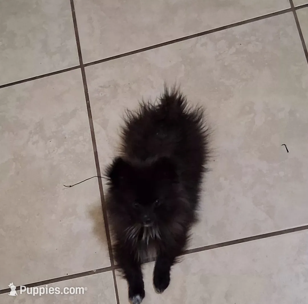 Romeo, a male Pomeranian for sale in Las Cruces, NM – Photo 2 of 5