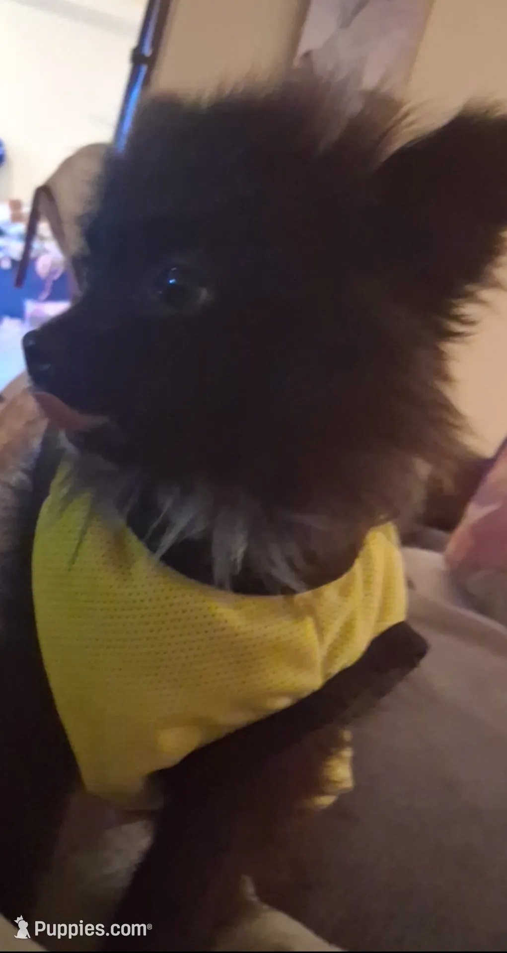 Romeo, a male Pomeranian for sale in Las Cruces, NM – Photo 4 of 5