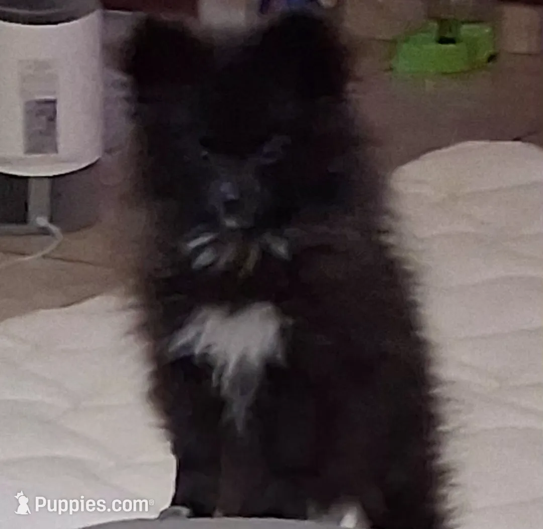 Romeo, a male Pomeranian for sale in Las Cruces, NM – Photo 3 of 5