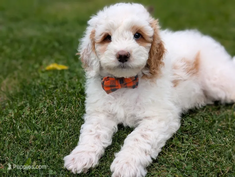 Buddy – Miniature Goldendoodle puppy for sale in Dundee, NY