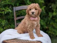 Lucy, a female Miniature Goldendoodle for sale in Dundee, NY – 4 of 4
