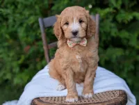 Daisy, a female Miniature Goldendoodle for sale in Dundee, NY – 3 of 3
