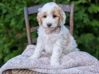 Princess , a female Miniature Goldendoodle for sale in Dundee, NY – 3 of 4